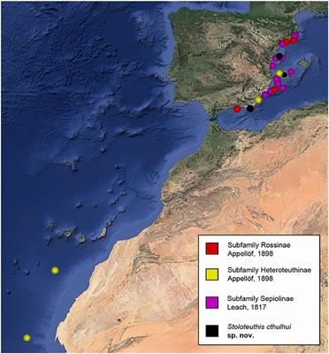 Morphological and Molecular Assessments of Bobtail Squids (Cephalopoda: Sepiolidae) Reveal a Hidden History of Biodiversity